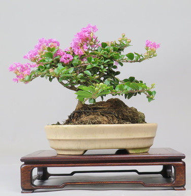 Bonsai de Lagerstroemia