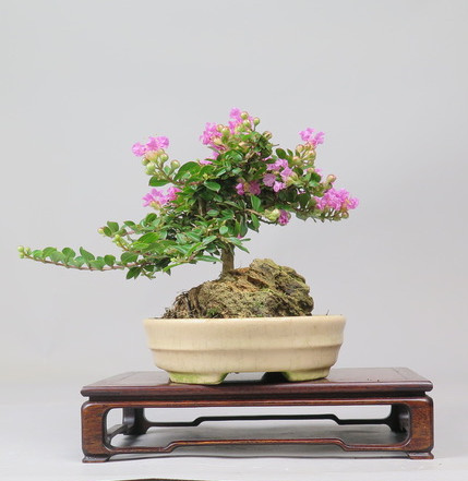 Bonsai de Lagerstroemia