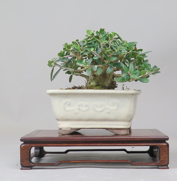 Bonsai de Olivo