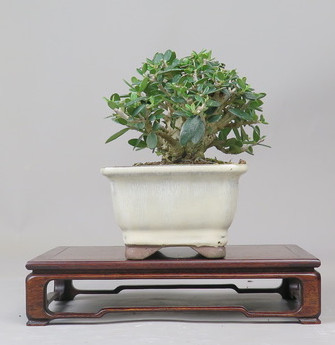 Bonsai de Olivo