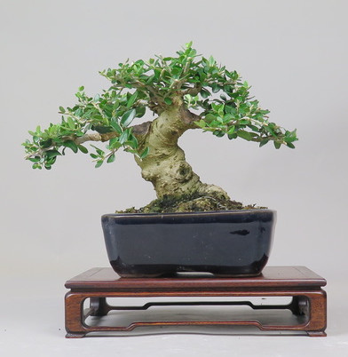 Bonsai de Olivo