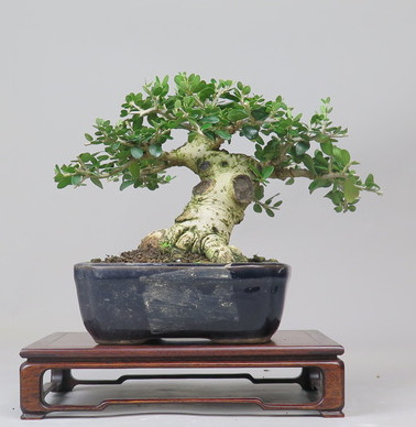 Bonsai de Olivo