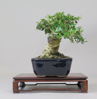 Bonsai de Olivo