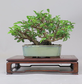 Bonsai de Celkova Nire