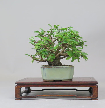 Bonsai de Celkova Nire