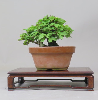 Bonsai de Celkova Nire