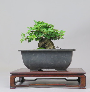 Bonsai de Celkova Nire
