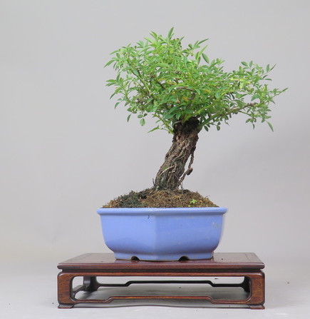 Bonsai de Rosa