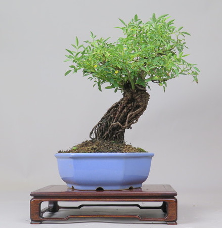 Bonsai de Rosa
