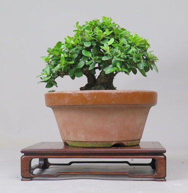 Bonsai de Mirto
