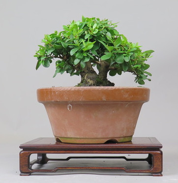 Bonsai de Mirto