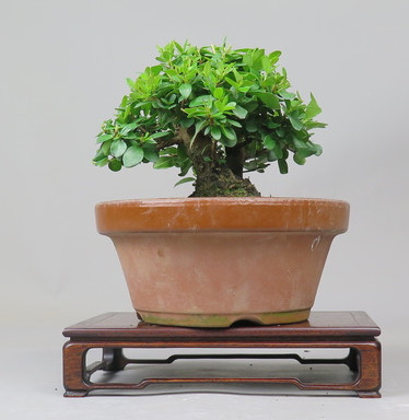 Bonsai de Mirto
