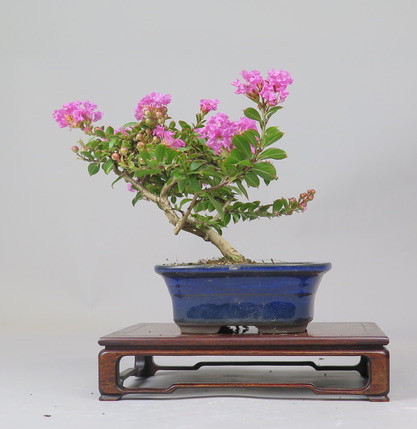 Bonsai de Lagerstroemia