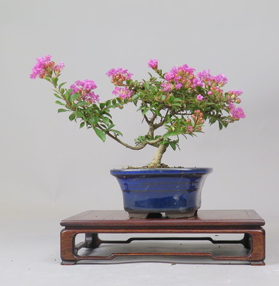 Bonsai de Lagerstroemia