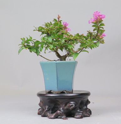 Bonsai de Lagerstroemia