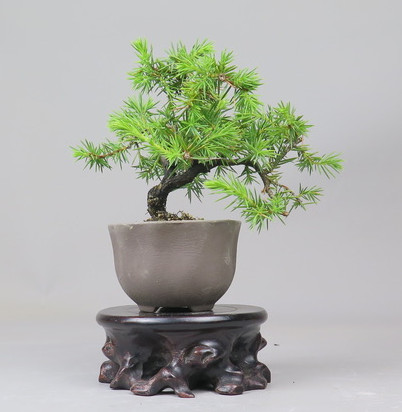 Bonsai de Juniperus rigida