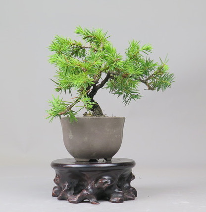 Bonsai de Juniperus rigida
