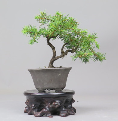 Bonsai de Juniperus rigida
