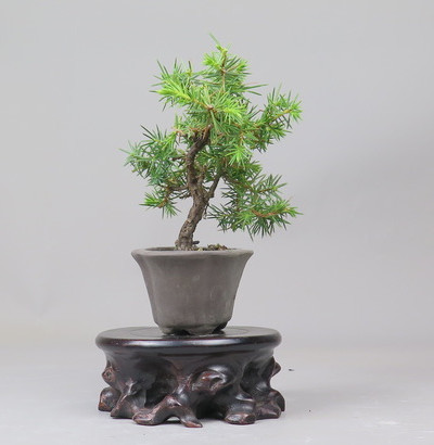 Bonsai de Juniperus rigida