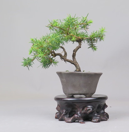 Bonsai de Juniperus rigida