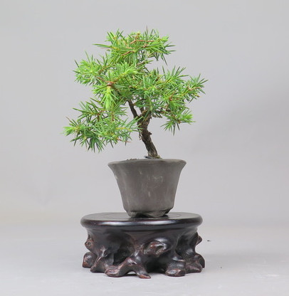 Bonsai de Juniperus rigida