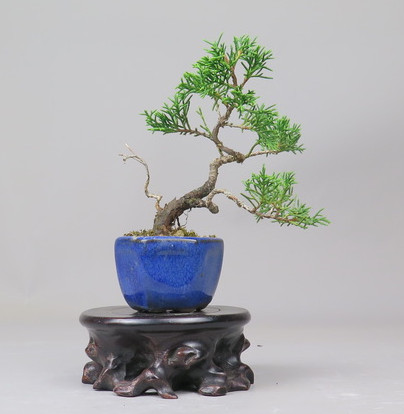 Bonsai de Juniperus chinensis