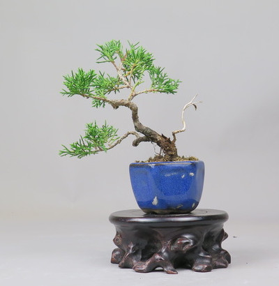 Bonsai de Juniperus chinensis