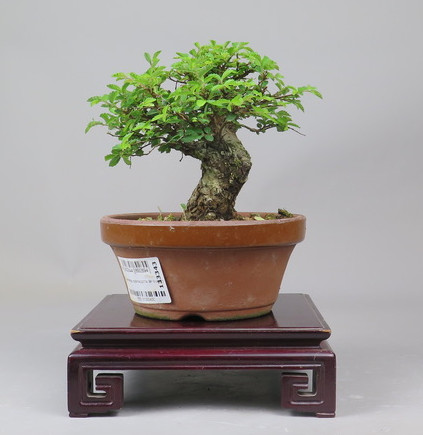 Bonsai de Celkova Nire