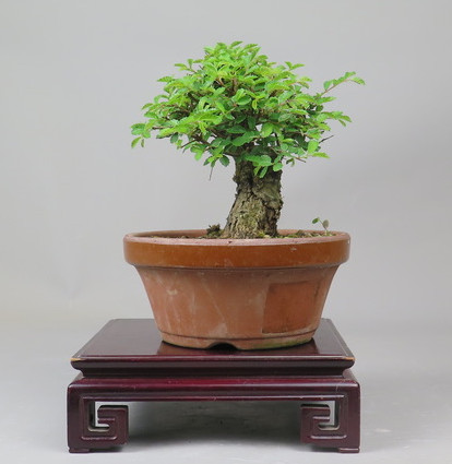 Bonsai de Celkova Nire