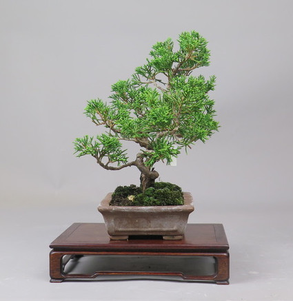 Bonsai de Juniperus chinensis