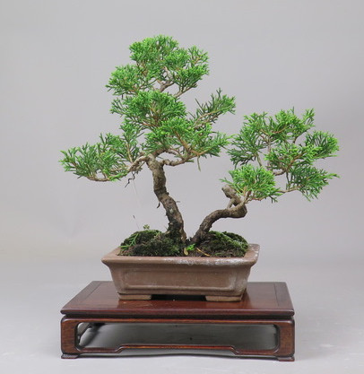 Bonsai de Juniperus chinensis