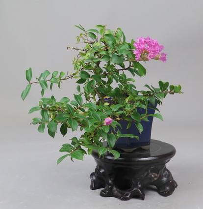 Bonsai de Lagerstroemia