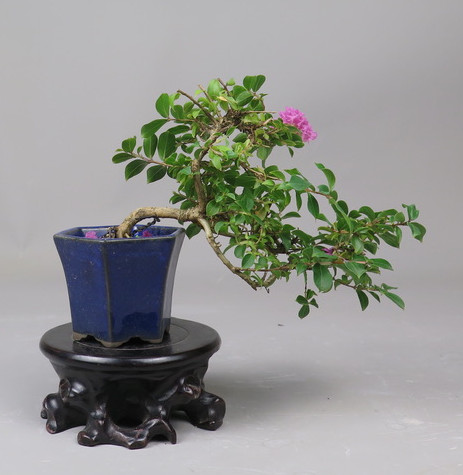 Bonsai de Lagerstroemia