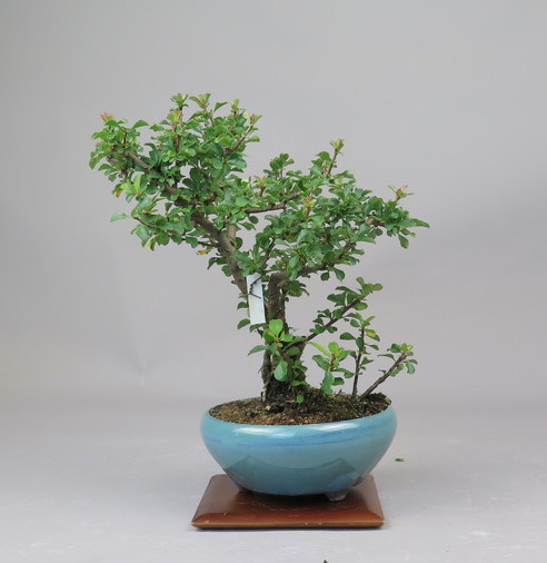 Bonsai de Chaenomeles