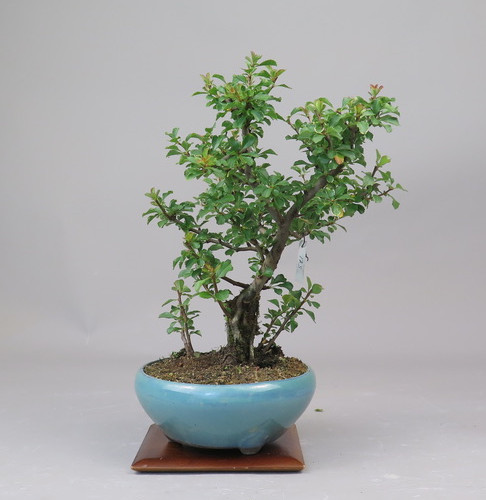 Bonsai de Chaenomeles