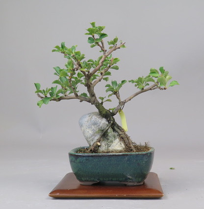 Bonsai de Chaenomeles