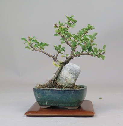 Bonsai de Chaenomeles