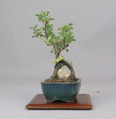 Bonsai de Chaenomeles