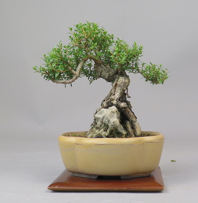 Bonsai de Mirto