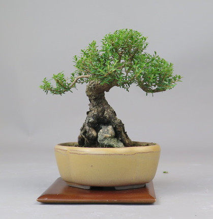 Bonsai de Mirto