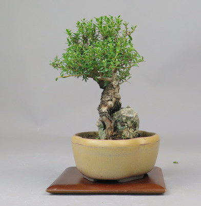 Bonsai de Mirto