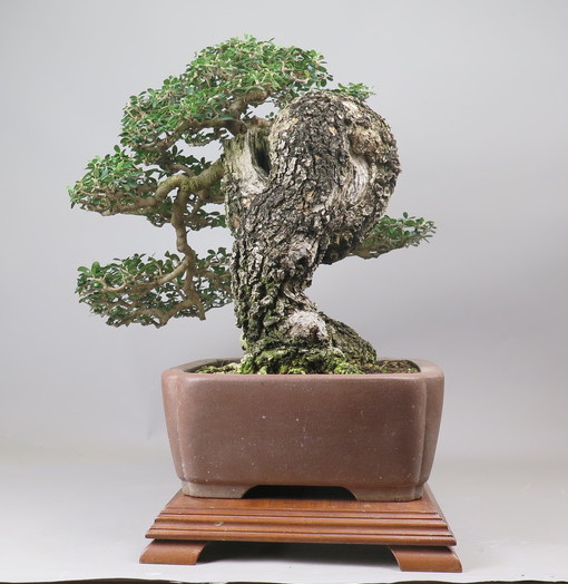 Bonsai de Olivo
