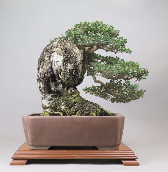 Bonsai de Olivo