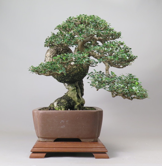 Bonsai de Olivo