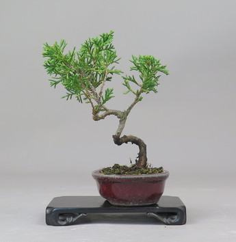 Bonsai de Juniperus chinensis