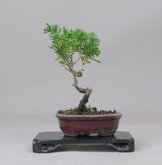 Bonsai de Juniperus chinensis