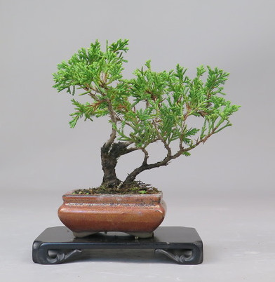 Bonsai de Juniperus chinensis