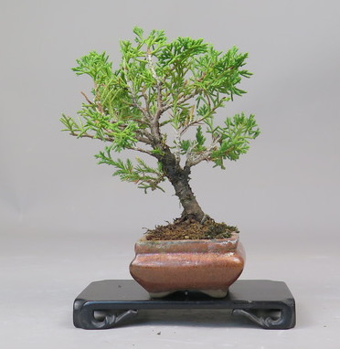 Bonsai de Juniperus chinensis