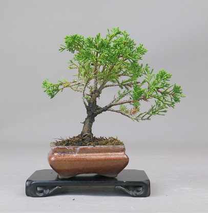 Bonsai de Juniperus chinensis