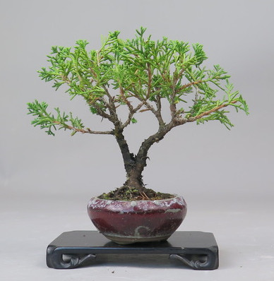 Bonsai de Juniperus chinensis